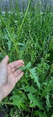Sisymbrium loeselii