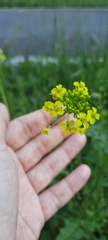 Sisymbrium loeselii
