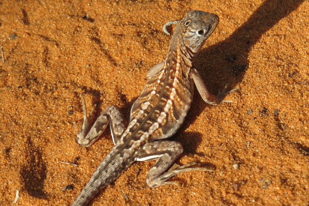 Madagascar Iguana
