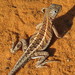 Madagascar Iguana - Photo (c) Nina Lester Finley, some rights reserved (CC BY-NC), uploaded by Nina Lester Finley