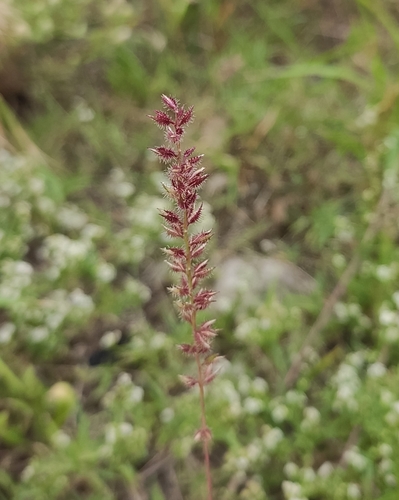 Tragus racemosus iNat (1)