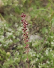 European Burr Grass (Tragus racemosus)