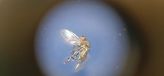 Oscinella frit