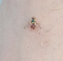 Bactrocera