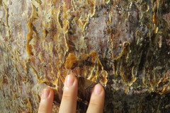 Adansonia rubrostipa