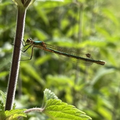 Lestes sponsa