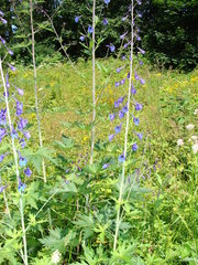 Delphinium elatum