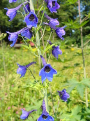 Delphinium elatum