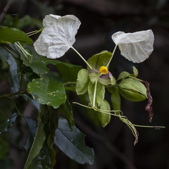 Cadaba trifoliata