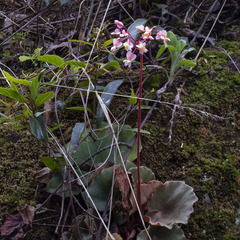 Begonia floccifera