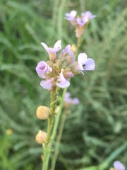 Erucaria hispanica