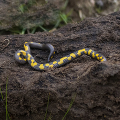 Uropeltis