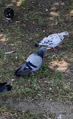 Columba livia