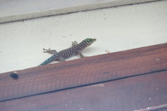 Phelsuma standingi