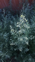 Artemisia sieversiana