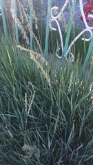 Leymus chinensis