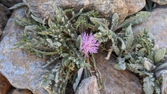 Jurinea humilis