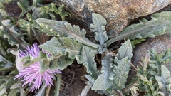 Jurinea humilis