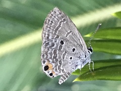 Luthrodes pandava peripatria