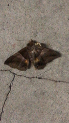 Bastilla fulvotaenia
