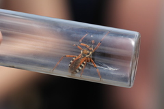 Rhynocoris punctiventris