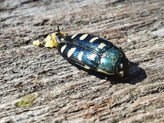 Buprestis octoguttata