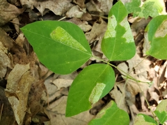 Macrosaccus morrisella