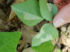 Macrosaccus morrisella