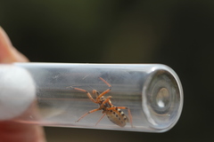 Rhynocoris punctiventris