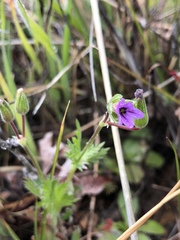 Erodium brachycarpum