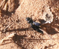 Myzininae