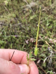 Erodium brachycarpum