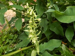 Epipactis phyllanthes