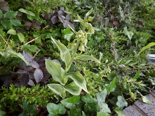 Image of Epipactis phyllanthes by no rights reserved