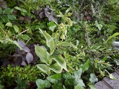 Epipactis phyllanthes