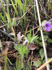 Erodium brachycarpum