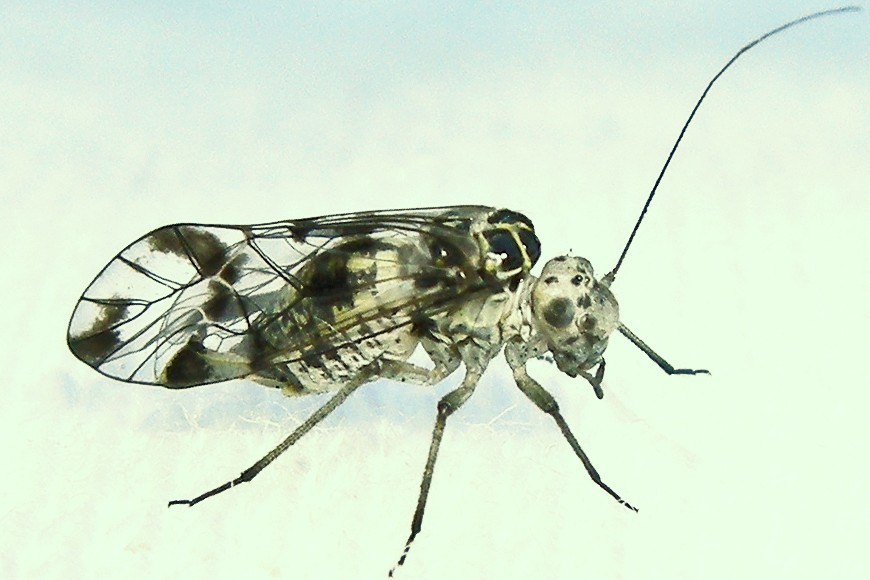 Speckled Barklouse