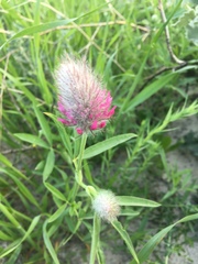 Trifolium purpureum