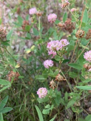 Trifolium hybridum
