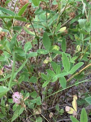 Trifolium hybridum
