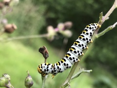 Cucullia scrophulariae
