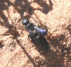 Myzininae