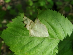 Phyllonorycter tritaenianella