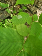 Phyllonorycter tritaenianella