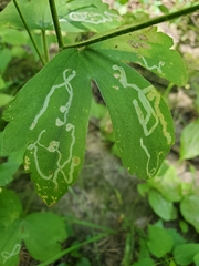 Phytomyza loewii group