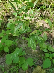 Phytomyza loewii group