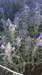 Dracocephalum foetidum