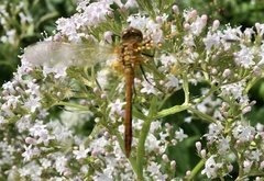 Sympetrum flaveolum