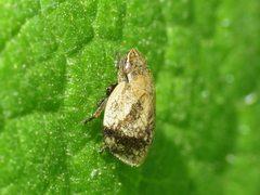 Lepyronia coleoptrata