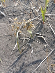 Anthoxanthum glabrum